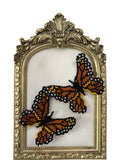 Butterfly Orange