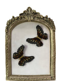 Butterfly Brown